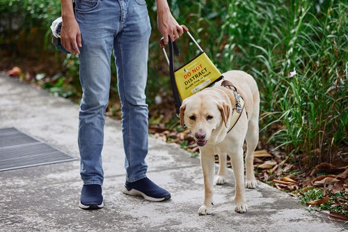 Guidedog Article 2